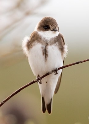 Bank Swallow