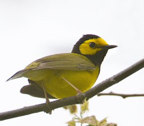 Picture of bird