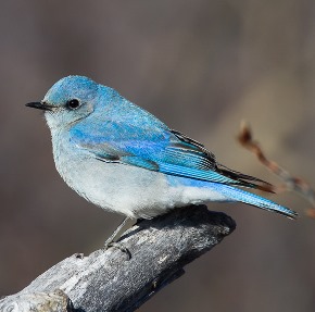Picture of bird