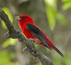 Scarlet Tanager  National Geographic