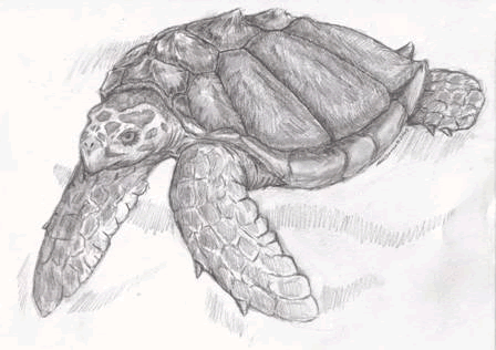Illustration of a Loggerhead Sea Turtle Caretta caretta.