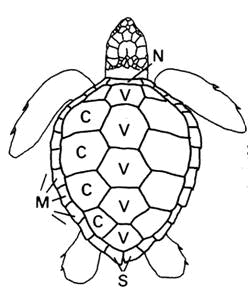 Line drawing of the external morphology and scutellation of the Loggerhead Sea Turtle.