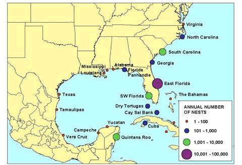 Map giving the estimated number and distribution of Loggerhead Sea Turtle nests in the southeastern United States, the Bahamas, Cuba and Mexico from 2001 to 2008.
