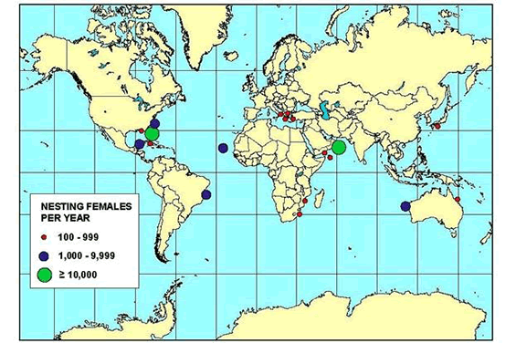 Map showing the global distribution of Loggerhead Sea Turtle nesting assemblages.