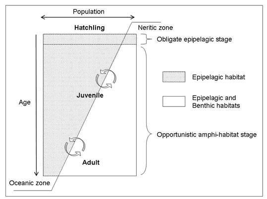 Diagram illustrating how Loggerhead Sea Turtle developmental stages (hatchling, juvenile, adult) and ecological stages (obligate epipelagic and opportunistic amphi-habitat) are associated with habitat type (epipelagic and benthic) and oceanographic zones (oceanic and neritic).