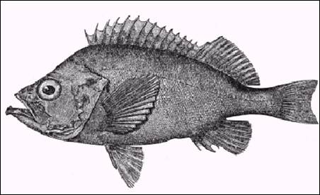Line drawing of an Acadian Redfish Sebastes fasciatus.