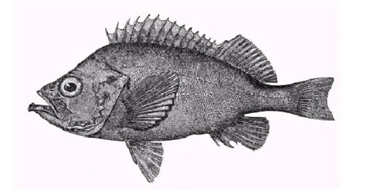Line drawing of an Acadian Redfish.