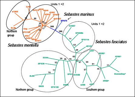Neighbour-joining tree diagram illustrating the genetic relationship between samples of Deepwater Redfish and Acadian Redfish.