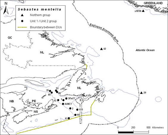 Map showing the location of Deepwater Redfish genetic groups and the proposed boundary between the Northern designatable unit and the Gulf of St. Lawrence - Laurentian Channel designatable unit.