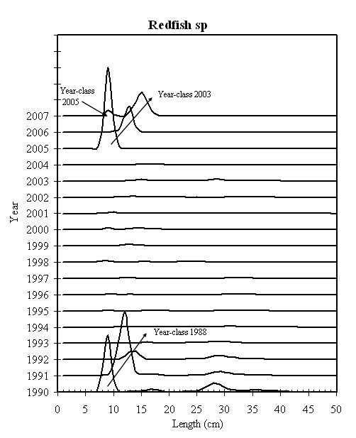 Chart showing length frequency for Sebastes species in Unit 1, Gulf of St. Lawrence - Laurentian Channel designatable unit. From Sévigny et al. 2007.