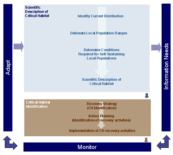 Figure 1. A broad overview of the critical habitat framework for boreal caribou. The framework is composed of two parts. First, there is the scientific description of critical habitat which includes identifying the species current distribution, delineating local population ranges, determining the conditions required for self-sustaining local populations and last providing a scientific description of critical habitat. The science information feeds into the second part of the framework which is  the legal identification of and protection of critical habitat. This starts with the identification of the species’ critical habitat in the National Recovery Strategy, the identification of the recovery activities required to protect critical habitat for Action Planning and the implementation of the critical habitat recovery activities. The framework is embedded in adaptive management cycle where information gaps are identified as information needs, population responses to the implementation of recovery activities are monitored and both are used to inform and adapt scientific and management activities.