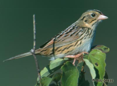 Henslow's Sparrow Photo 1