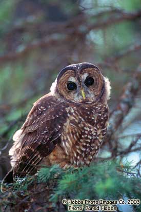 Spotted Owl caurina subspecies Photo 1