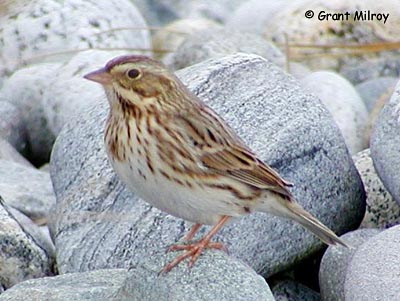 Species Profile Savannah Sparrow Princeps Subspecies Species At Risk Public Registry