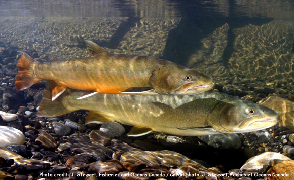 Bull Trout Photo 1