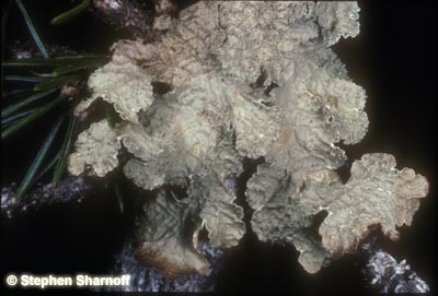Cryptic Paw Lichen Photo 1