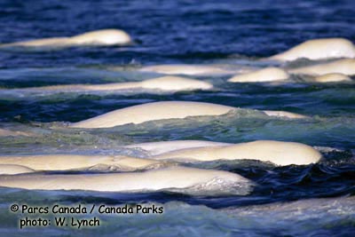 Beluga Whale Photo 1