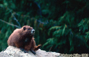 Vancouver Island Marmot Photo 1