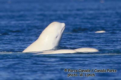 Beluga Whale Photo 1