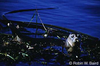 Harbour Seal Lacs des Loups Marins subspecies Photo 1