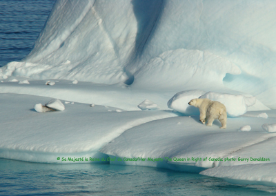 Polar Bear Photo 2