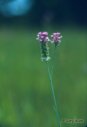 Pink Milkwort Photo 1