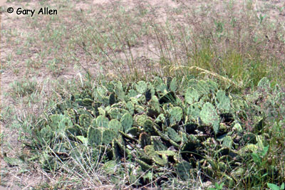 Eastern Prickly Pear Cactus Photo 2