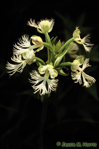 Western Prairie Fringed Orchid Photo 1