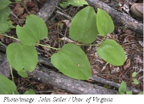 Round-leaved Greenbrier Photo 2