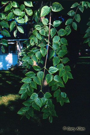Kentucky Coffee-tree Photo 1