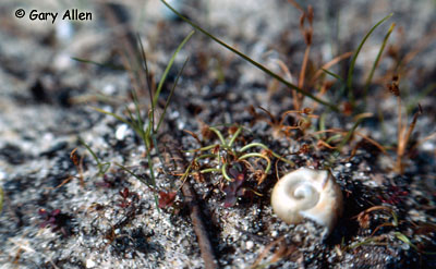 Small-flowered Lipocarpha Photo 1