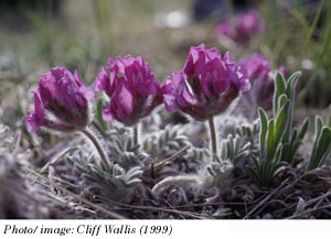 Hare-footed Locoweed Photo 1