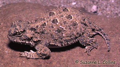 Pygmy Short-horned Lizard Photo 1