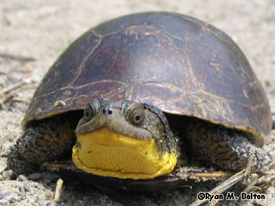 Blanding's Turtle Photo 2