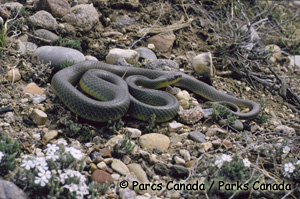 Eastern Yellow-bellied Racer Photo 1