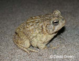 Fowler's Toad Photo 1