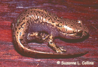 Coastal Giant Salamander Photo 1