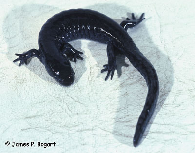Small-mouthed Salamander Photo 1
