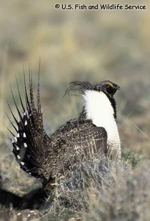 Greater Sage-Grouse urophasianus subspecies Photo 1