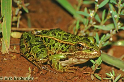 Northern Leopard Frog Photo 1