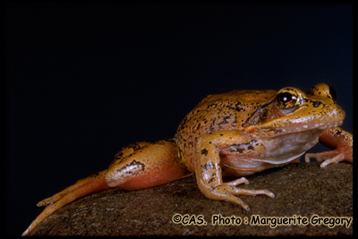 Northern Red-legged Frog Photo 1