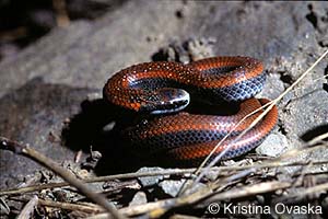 Sharp-tailed Snake Photo 1