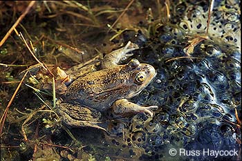 Oregon Spotted Frog Photo 1