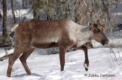 Woodland Caribou Photo 1