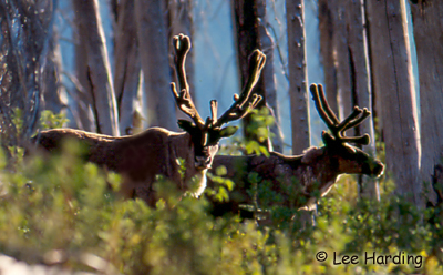Woodland Caribou Photo 1