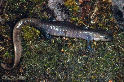 Jefferson Salamander Photo 1