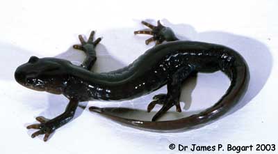 Jefferson Salamander Photo 2