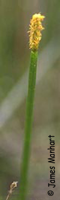 Horsetail Spike-rush Photo 1