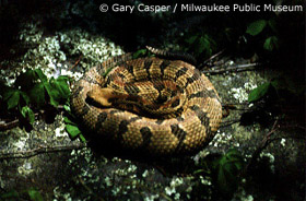 Timber Rattlesnake Photo 1