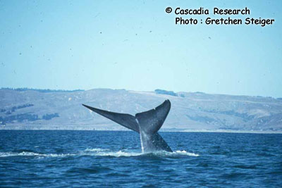 Blue Whale Photo 1